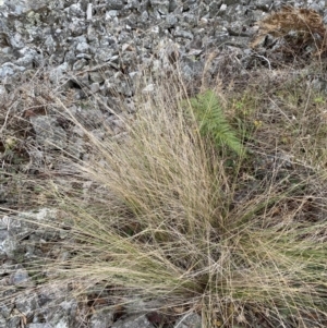 Poa labillardierei at Mongarlowe, NSW - suppressed