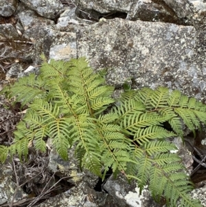 Pteridium esculentum at Mongarlowe, NSW - 27 Jun 2023