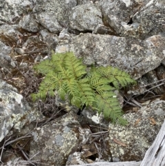 Pteridium esculentum at Mongarlowe, NSW - 27 Jun 2023