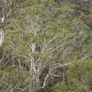 Eucalyptus viminalis at QPRC LGA - suppressed