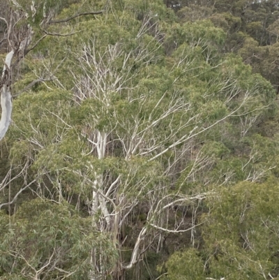 Eucalyptus viminalis (Ribbon Gum) at QPRC LGA - 27 Jun 2023 by Tapirlord