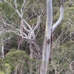 Eucalyptus viminalis at QPRC LGA - suppressed