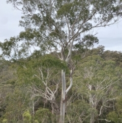 Eucalyptus viminalis at QPRC LGA - suppressed