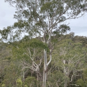 Eucalyptus viminalis at Mongarlowe, NSW - 27 Jun 2023