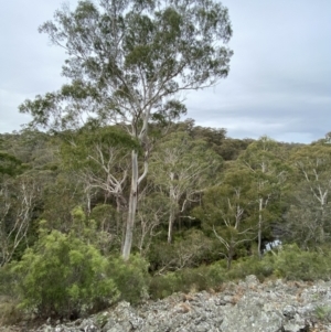 Eucalyptus viminalis at QPRC LGA - suppressed