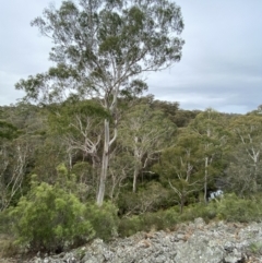 Eucalyptus viminalis at Mongarlowe, NSW - 27 Jun 2023