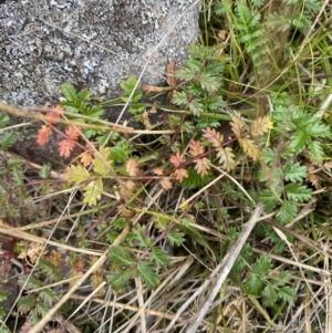 Acaena sp. at Mongarlowe, NSW - 27 Jun 2023