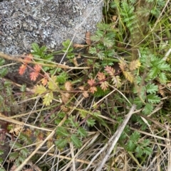 Acaena sp. (A Sheep's Burr) at Mongarlowe, NSW - 27 Jun 2023 by Tapirlord