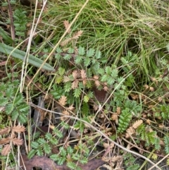 Acaena (genus) at Mongarlowe, NSW - suppressed