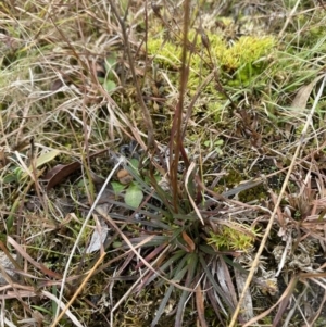 Stylidium graminifolium at Mongarlowe, NSW - 27 Jun 2023