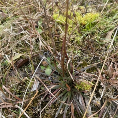 Stylidium graminifolium (grass triggerplant) at Mongarlowe, NSW - 27 Jun 2023 by Tapirlord