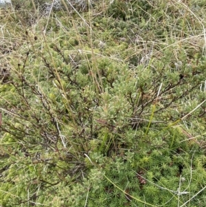 Hibbertia obtusifolia at Mongarlowe, NSW - 27 Jun 2023