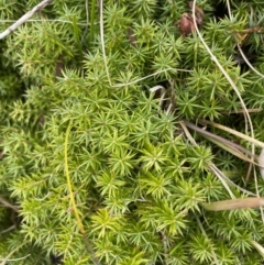 Acrotriche serrulata (Ground-berry) at Mongarlowe, NSW - 27 Jun 2023 by Tapirlord