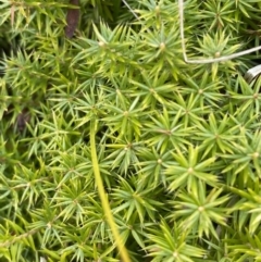 Acrotriche serrulata at Mongarlowe, NSW - suppressed