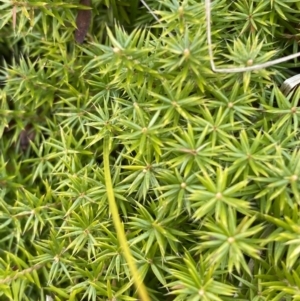 Acrotriche serrulata at Mongarlowe, NSW - suppressed