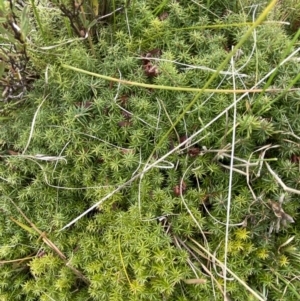 Acrotriche serrulata at Mongarlowe, NSW - suppressed