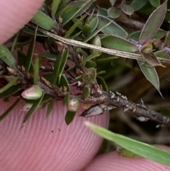 Leucopogon fraseri (Sharp Beard-heath) at Mongarlowe River - 27 Jun 2023 by Tapirlord