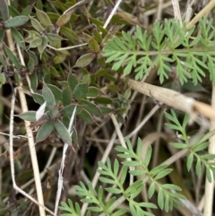 Oreomyrrhis eriopoda (Australian Carraway) at Mongarlowe River - 27 Jun 2023 by Tapirlord