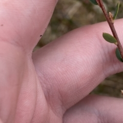 Brachyloma daphnoides (Daphne Heath) at Mongarlowe, NSW - 27 Jun 2023 by Tapirlord