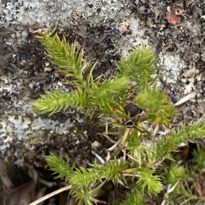 Asperula scoparia (Prickly Woodruff) at Mongarlowe River - 27 Jun 2023 by Tapirlord