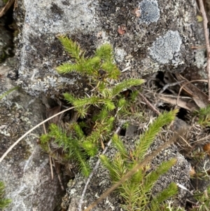 Asperula scoparia at Mongarlowe, NSW - suppressed