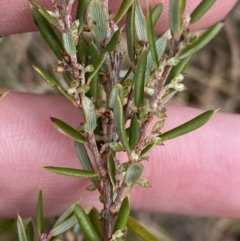 Monotoca scoparia (Broom Heath) at Mongarlowe River - 27 Jun 2023 by Tapirlord