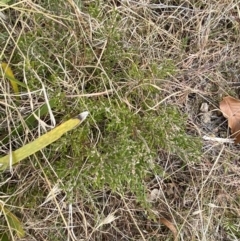 Monotoca scoparia at Mongarlowe, NSW - suppressed