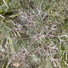 Petrophile sessilis (Conesticks) at Mongarlowe, NSW - 27 Jun 2023 by Tapirlord