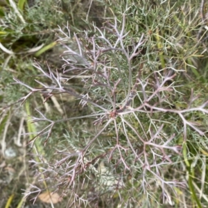 Petrophile sessilis at Mongarlowe, NSW - suppressed