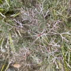 Petrophile sessilis at Mongarlowe, NSW - suppressed