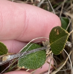 Platylobium parviflorum (Small-flowered Flat-pea) at Mongarlowe, NSW - 27 Jun 2023 by Tapirlord