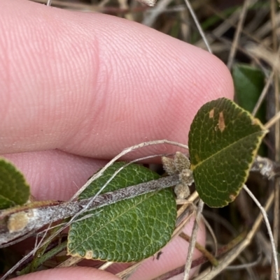 Platylobium parviflorum (Small-flowered Flat-pea) at Mongarlowe, NSW - 27 Jun 2023 by Tapirlord