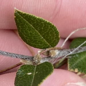 Platylobium parviflorum at Mongarlowe, NSW - 27 Jun 2023