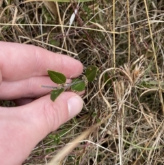 Platylobium parviflorum at Mongarlowe, NSW - 27 Jun 2023