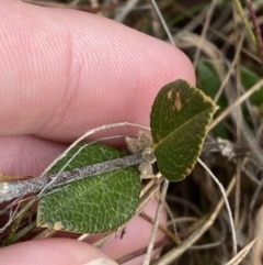 Platylobium parviflorum at Mongarlowe, NSW - 27 Jun 2023