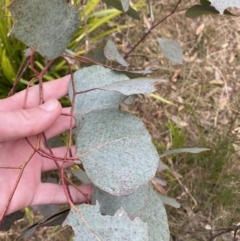 Eucalyptus polyanthemos subsp. polyanthemos (Red Box) at Mongarlowe, NSW - 27 Jun 2023 by Tapirlord