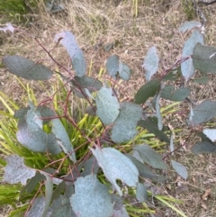 Eucalyptus polyanthemos subsp. polyanthemos at Mongarlowe, NSW - 27 Jun 2023