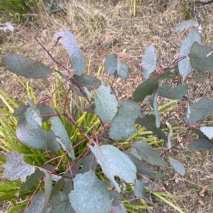 Eucalyptus polyanthemos subsp. polyanthemos at Mongarlowe, NSW - suppressed