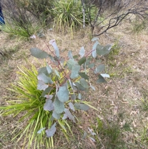 Eucalyptus polyanthemos subsp. polyanthemos at Mongarlowe, NSW - 27 Jun 2023