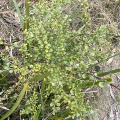 Bursaria spinosa subsp. lasiophylla (Australian Blackthorn) at Mongarlowe, NSW - 27 Jun 2023 by Tapirlord