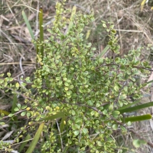 Bursaria spinosa subsp. lasiophylla at Mongarlowe, NSW - 27 Jun 2023