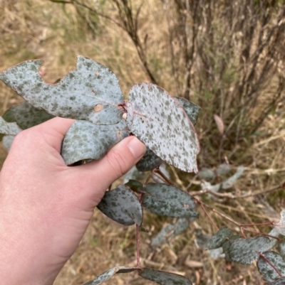 Eucalyptus dives (Broad-leaved Peppermint) at Mongarlowe River - 27 Jun 2023 by Tapirlord