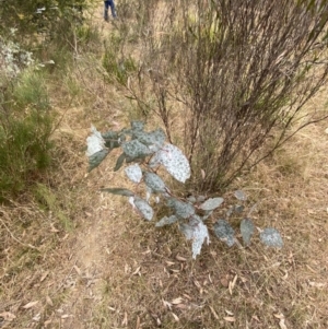 Eucalyptus dives at Mongarlowe, NSW - 27 Jun 2023