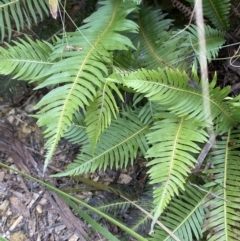 Blechnum nudum (Fishbone Water Fern) at QPRC LGA - 27 Jun 2023 by Tapirlord