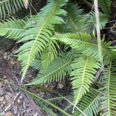 Blechnum nudum (Fishbone Water Fern) at QPRC LGA - 27 Jun 2023 by Tapirlord