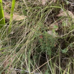 Gompholobium minus (Dwarf Wedge Pea) at Mongarlowe, NSW - 27 Jun 2023 by Tapirlord