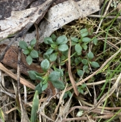 Poranthera microphylla (Small Poranthera) at Mongarlowe River - 27 Jun 2023 by Tapirlord