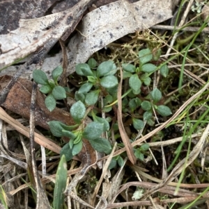 Poranthera microphylla at Mongarlowe, NSW - 27 Jun 2023 12:54 PM