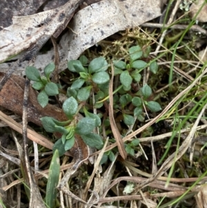 Poranthera microphylla at Mongarlowe, NSW - 27 Jun 2023