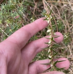 Melichrus urceolatus (Urn Heath) at Mongarlowe River - 27 Jun 2023 by Tapirlord